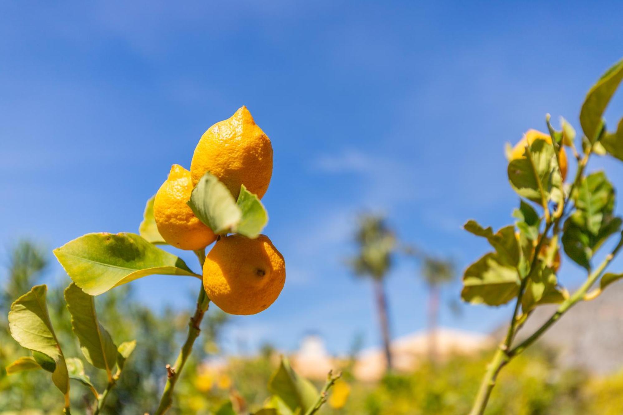Altea Hills , Villa Noruega エクステリア 写真